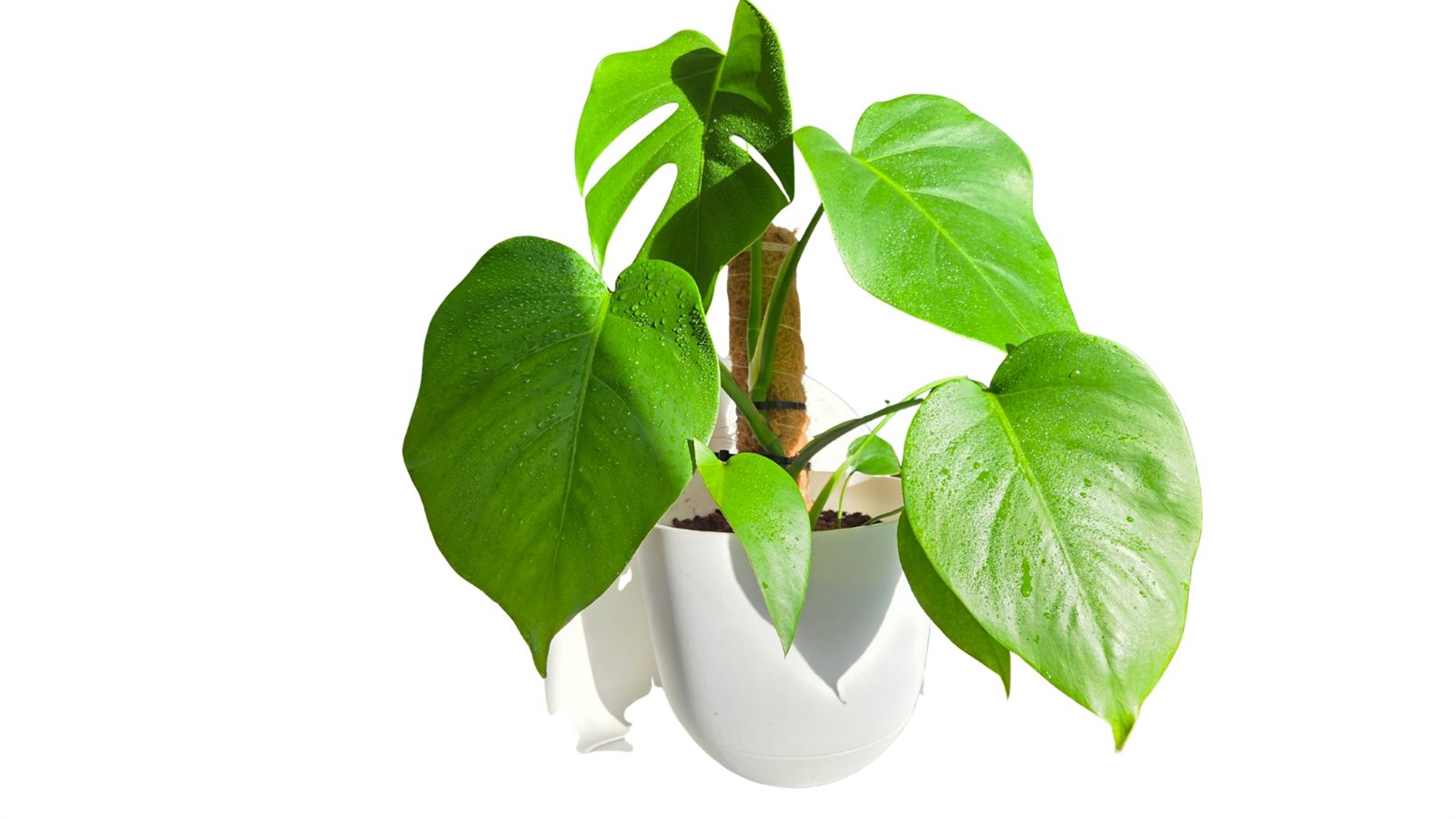 Monstera leaves