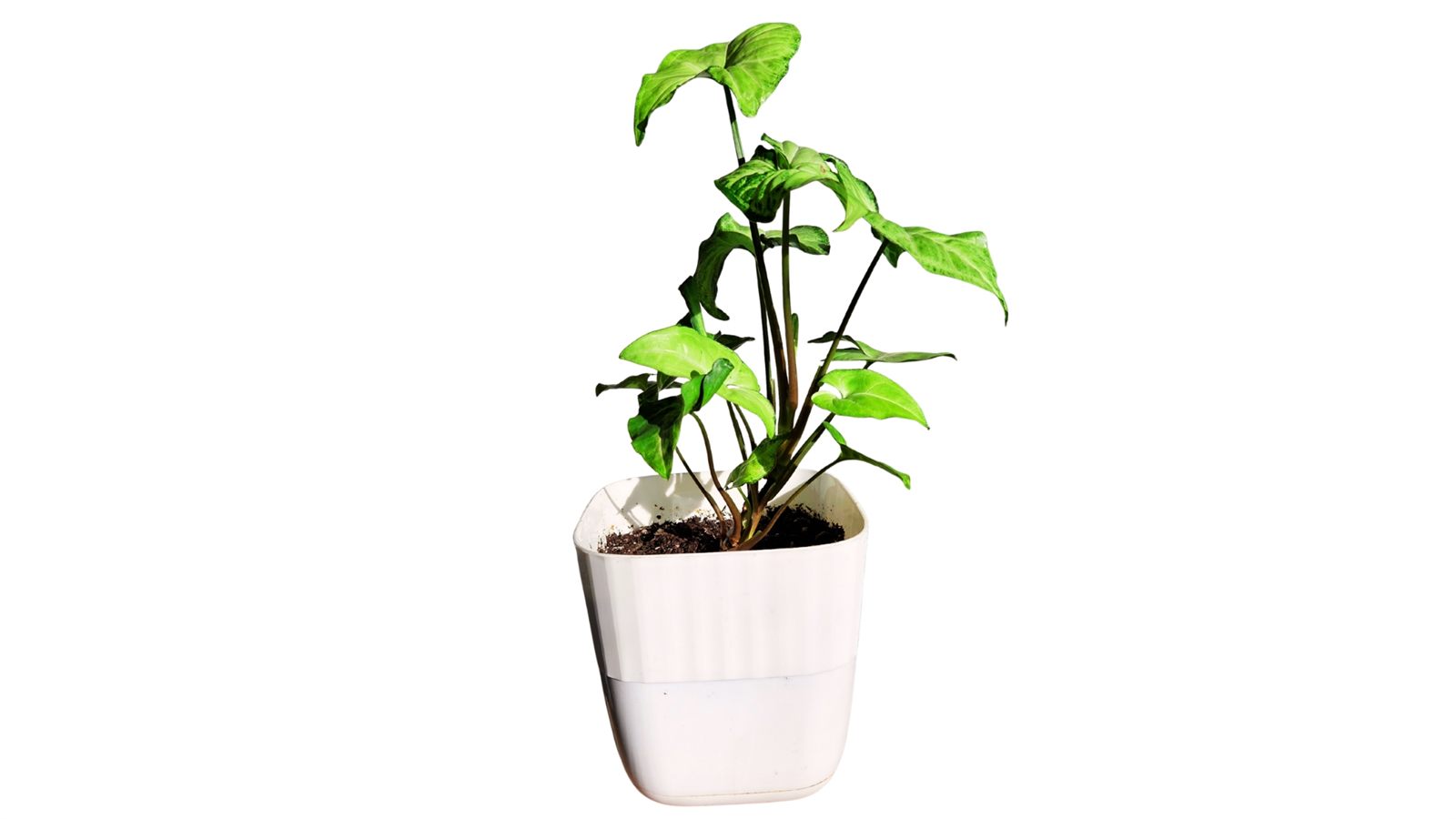 Arrow Head plant
