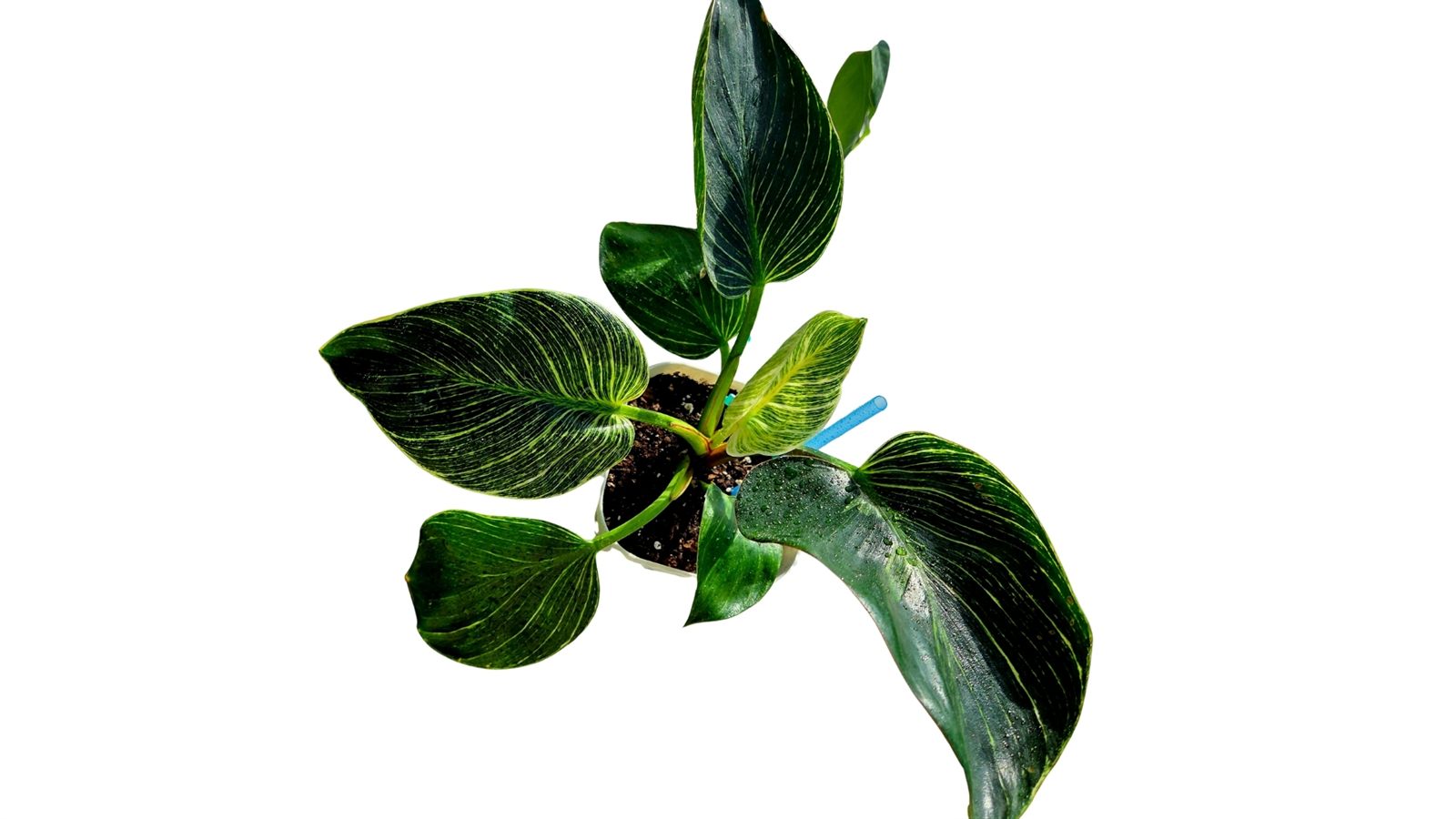 Philodendron Birkin