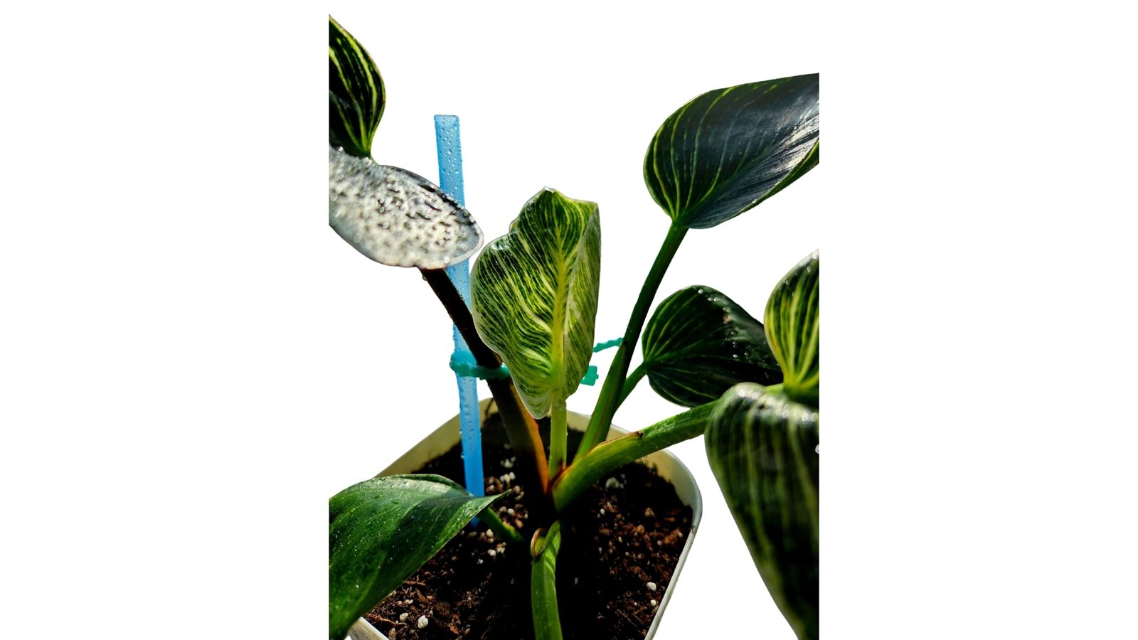 Philodendron Birkin