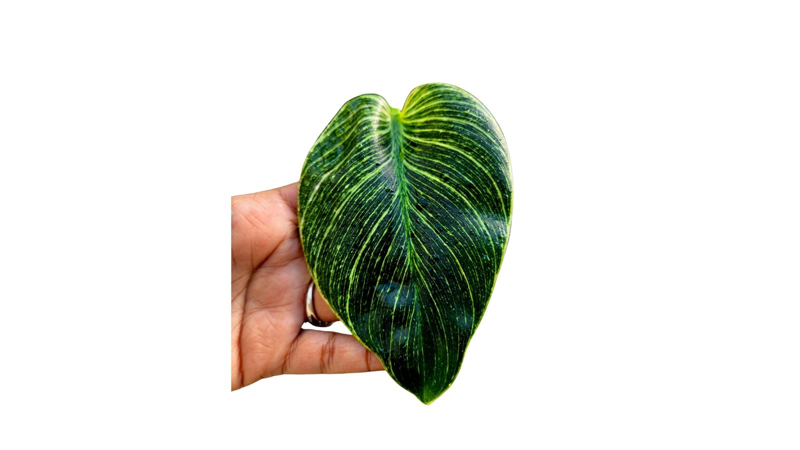 Philodendron Birkin