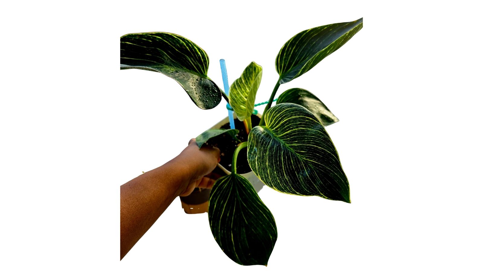 Philodendron Birkin