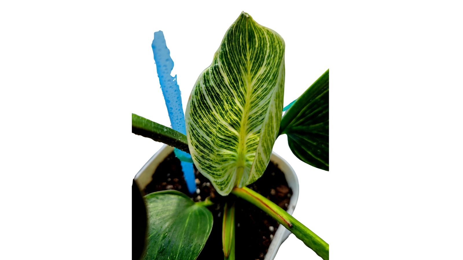 Philodendron Birkin