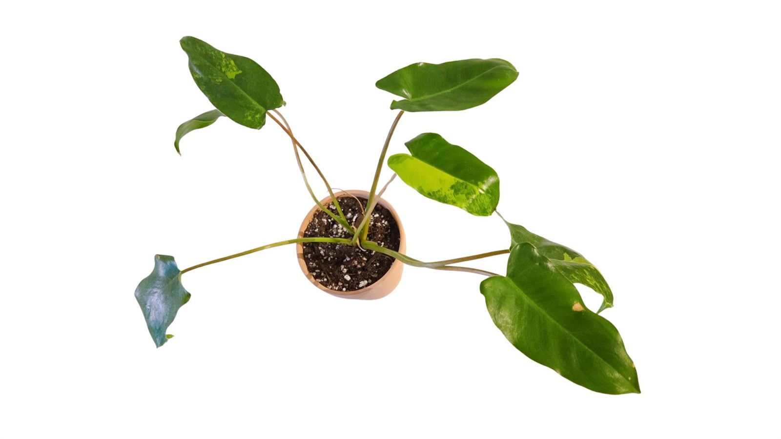 Philodendron Burle Marx