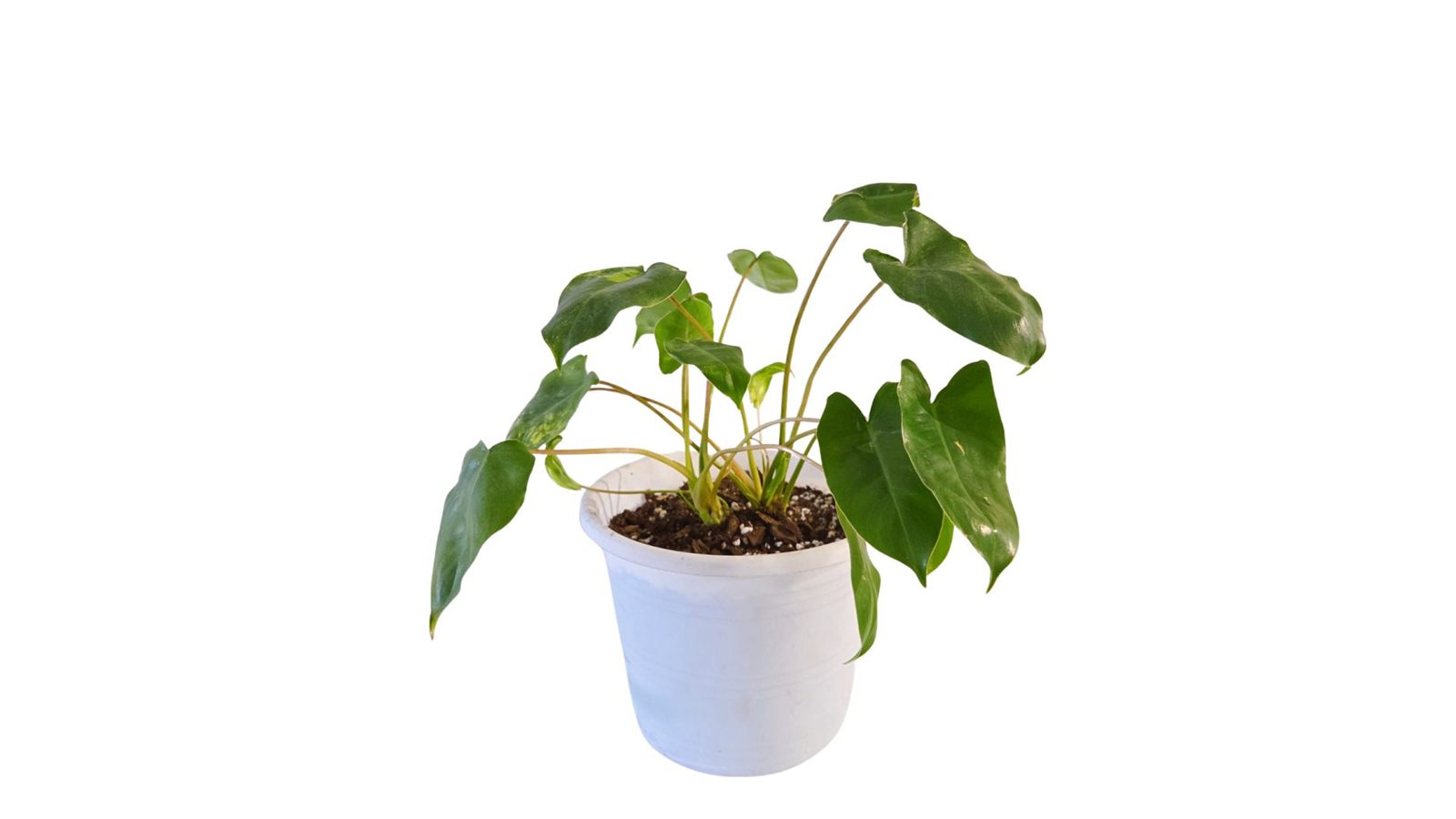 Philodendron Burle Marx