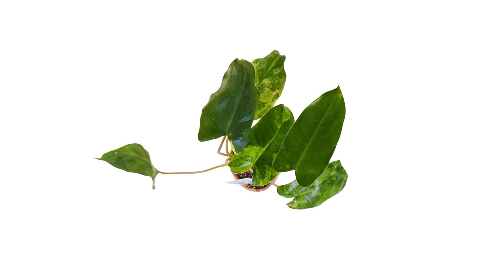Philodendron Burle Marx