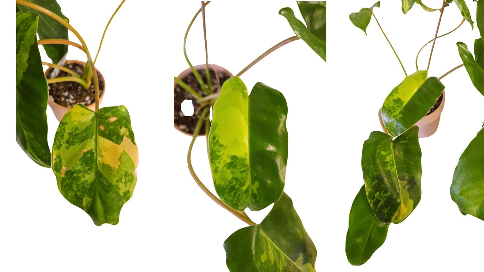Philodendron Burle Marx