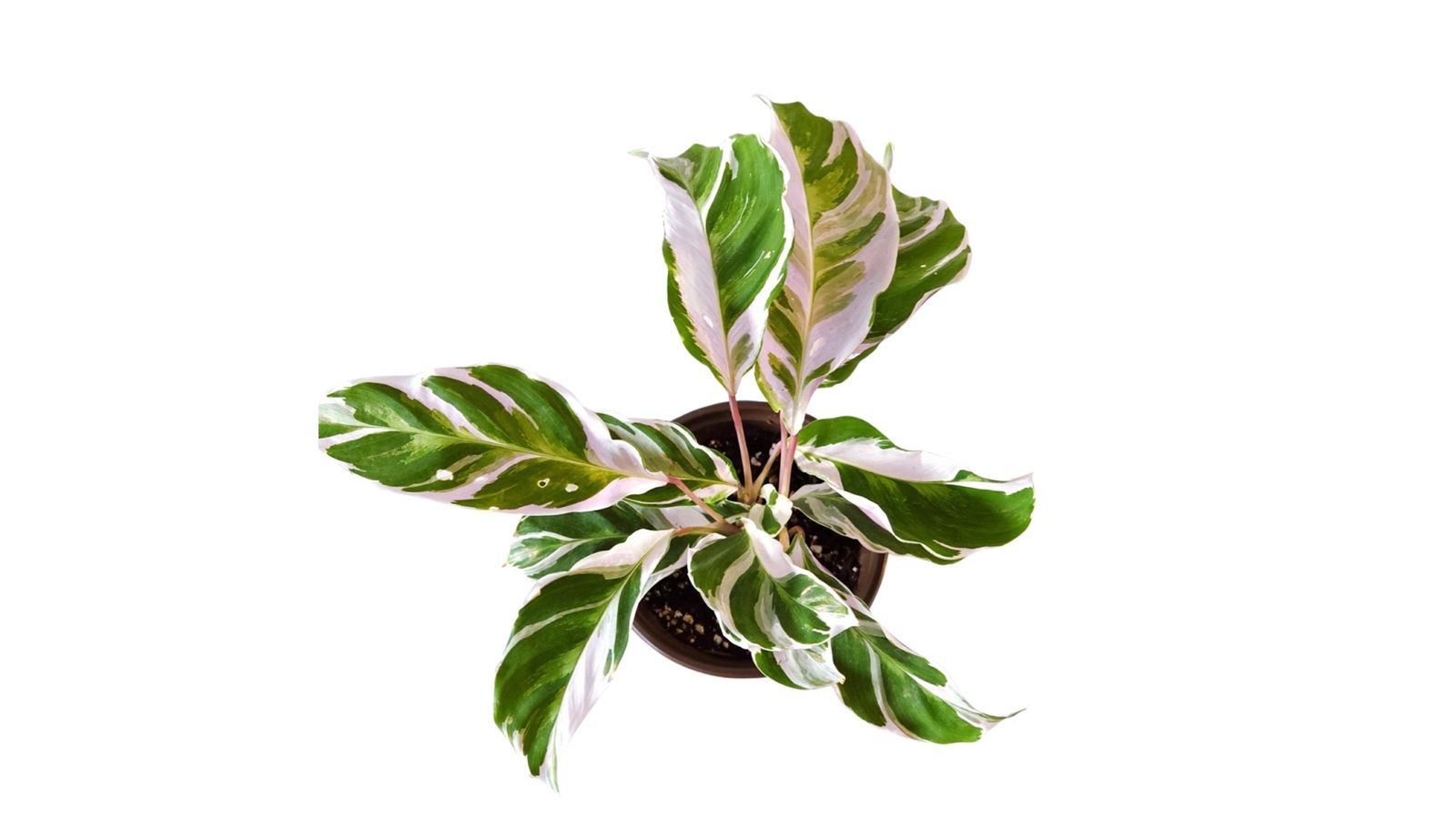 Calathea White Fusion