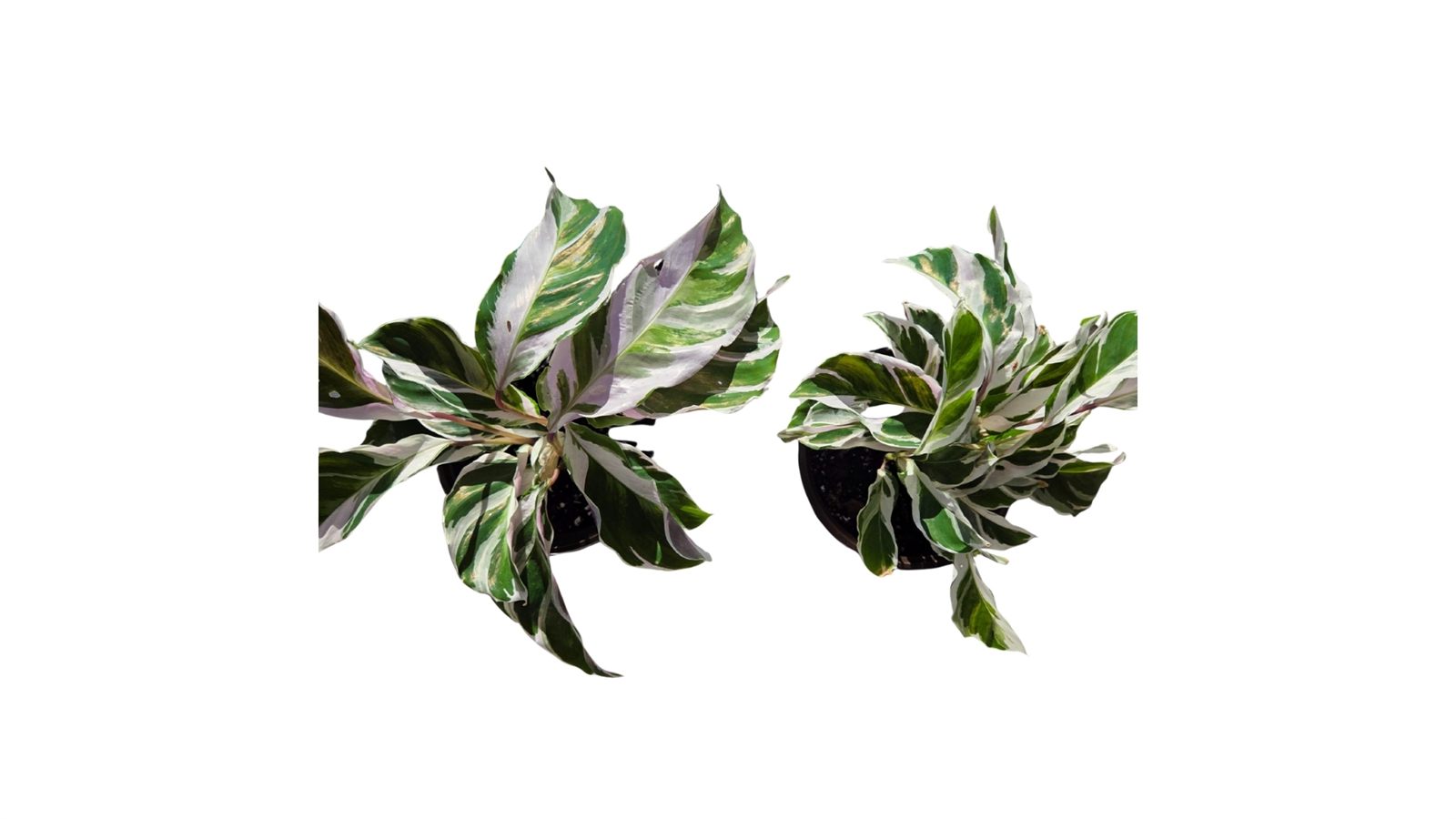 Calathea White Fusion