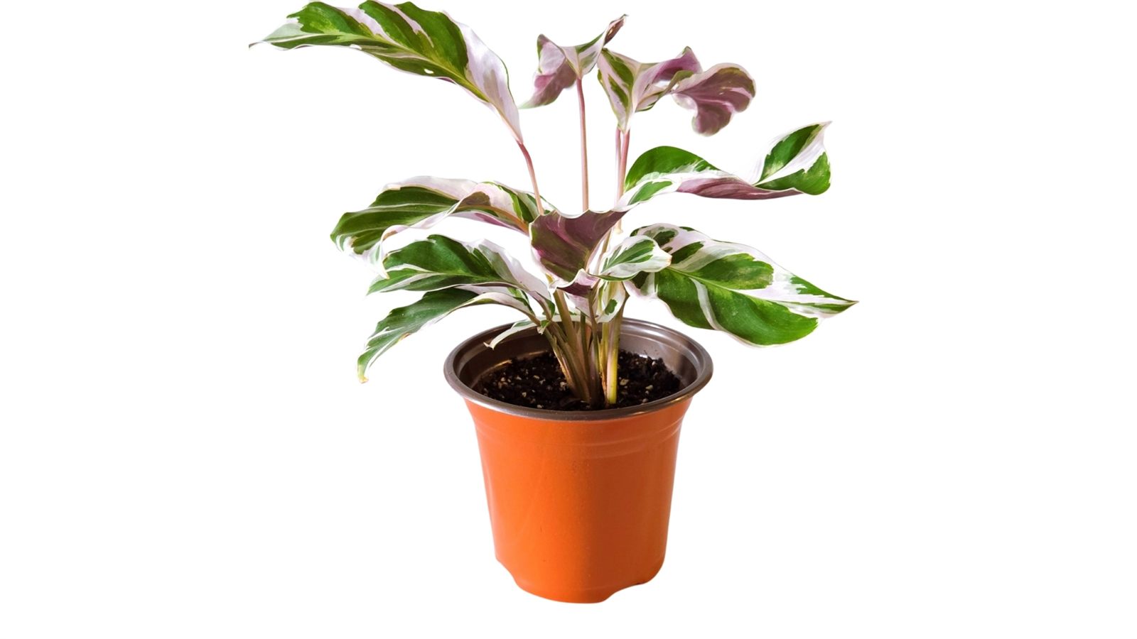 Calathea White Fusion