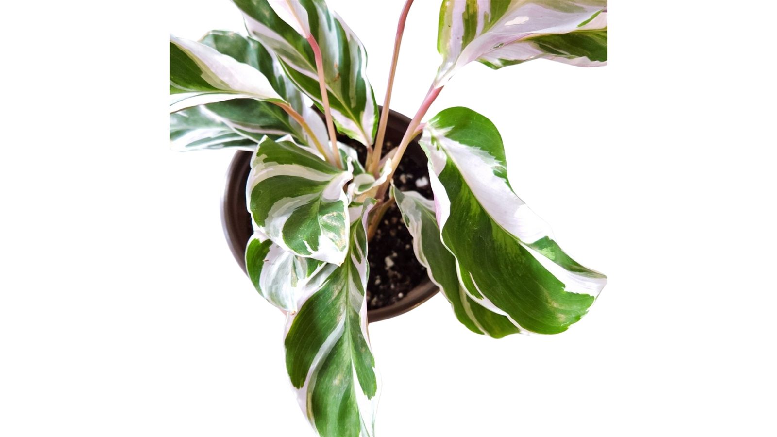 Calathea White Fusion