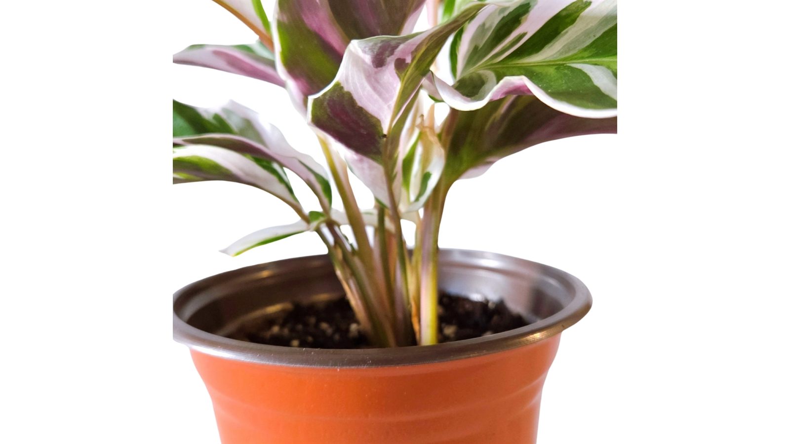 Calathea White Fusion