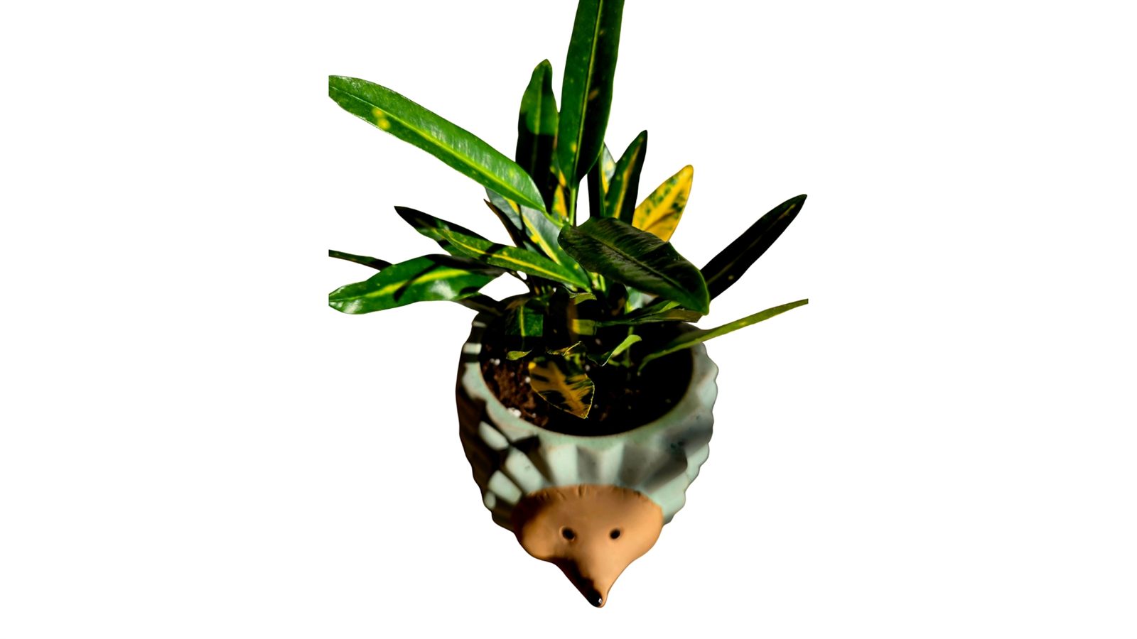 Croton plant