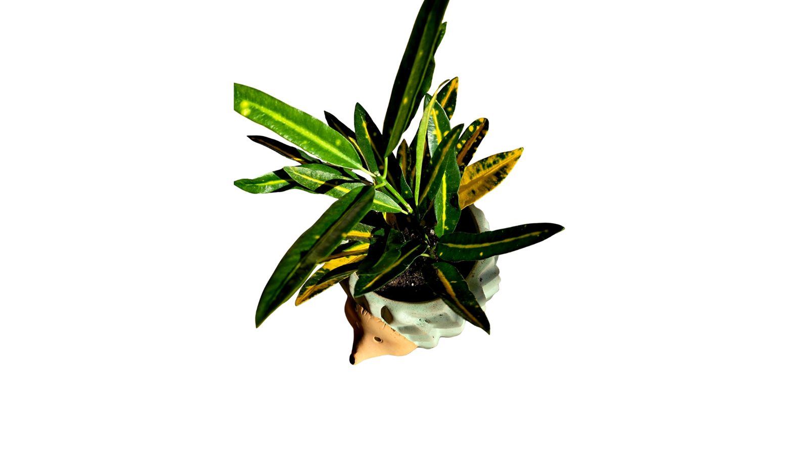 Croton