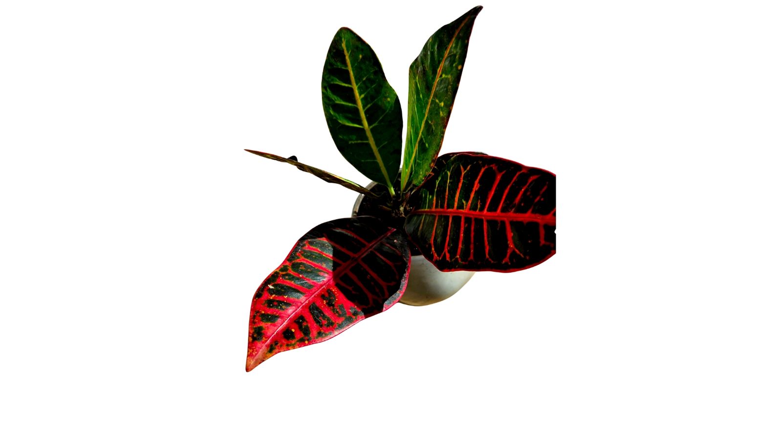 Croton