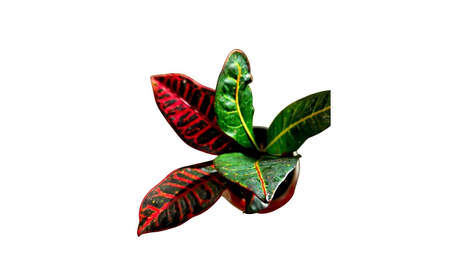 Croton