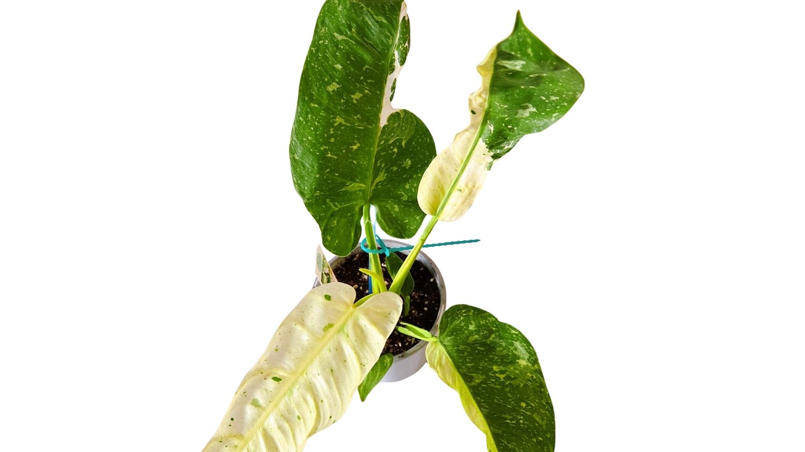 Philodendron Jose Buono