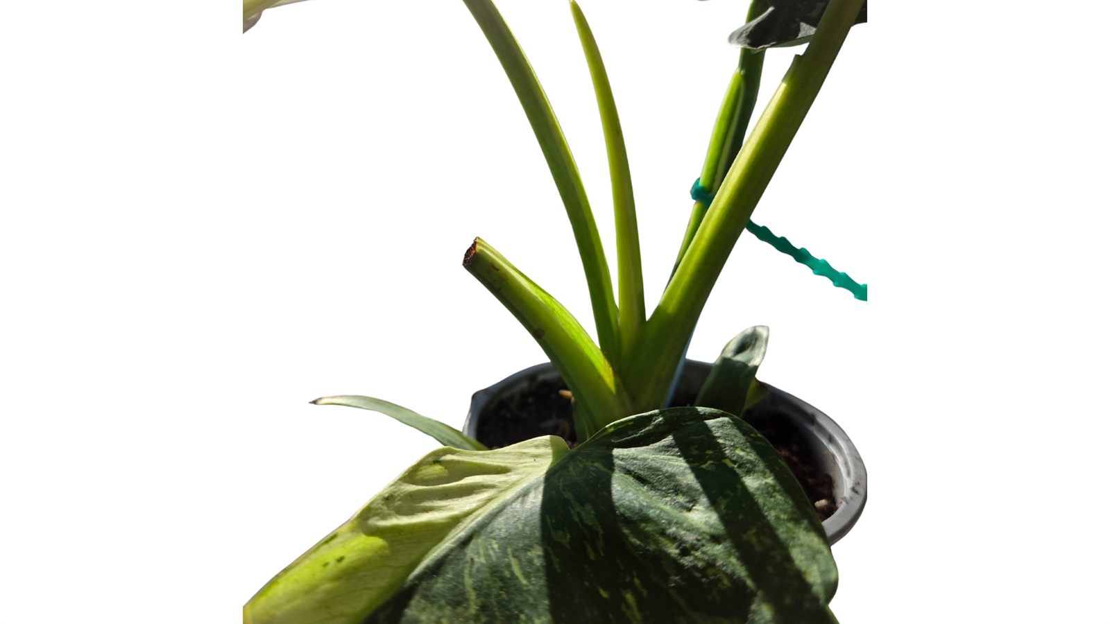 Philodendron Jose Buono