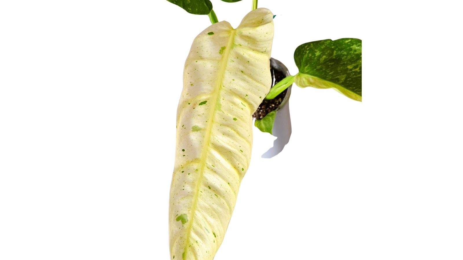Philodendron Jose Buono