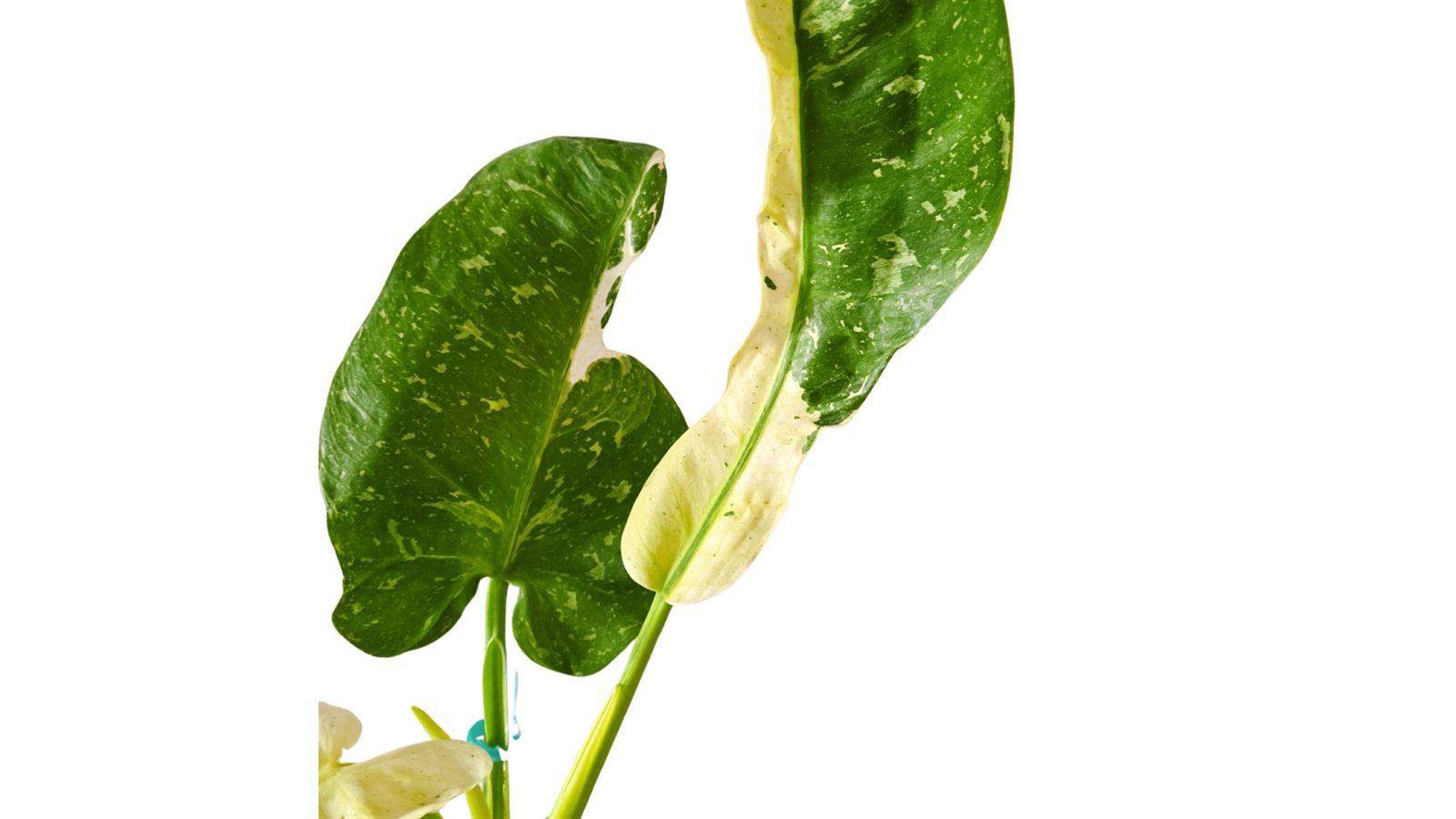 Philodendron Jose Buono