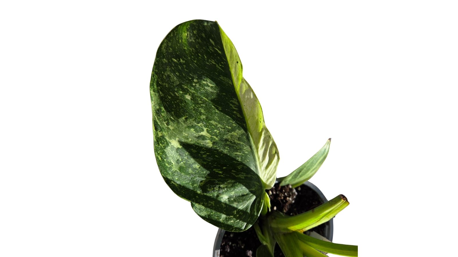 Philodendron Jose Buono