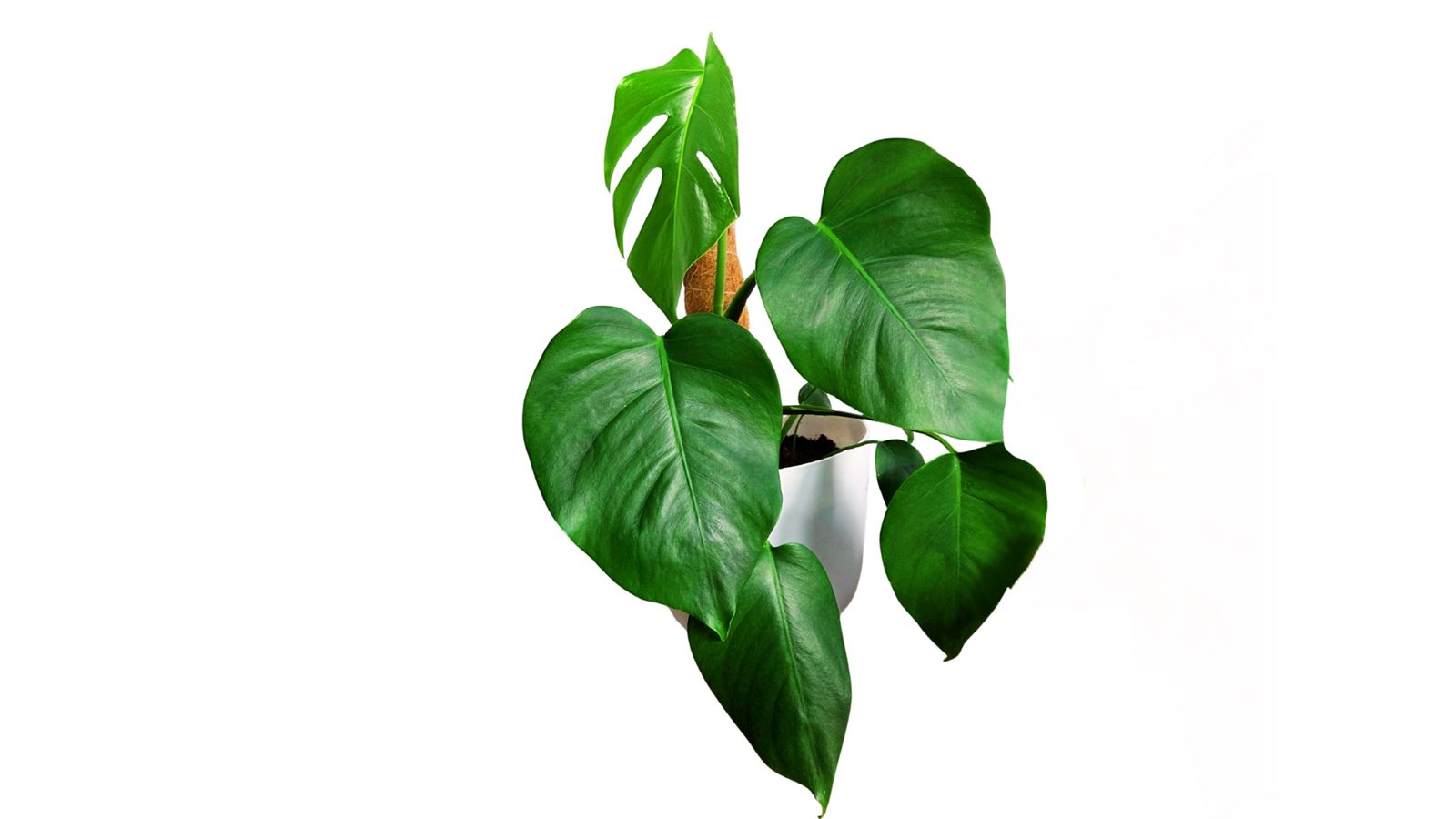 Monstera Deliciosa