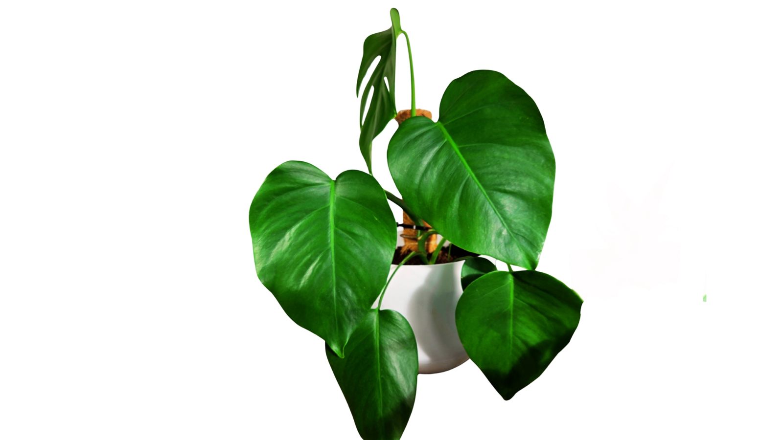 Monstera Deliciosa