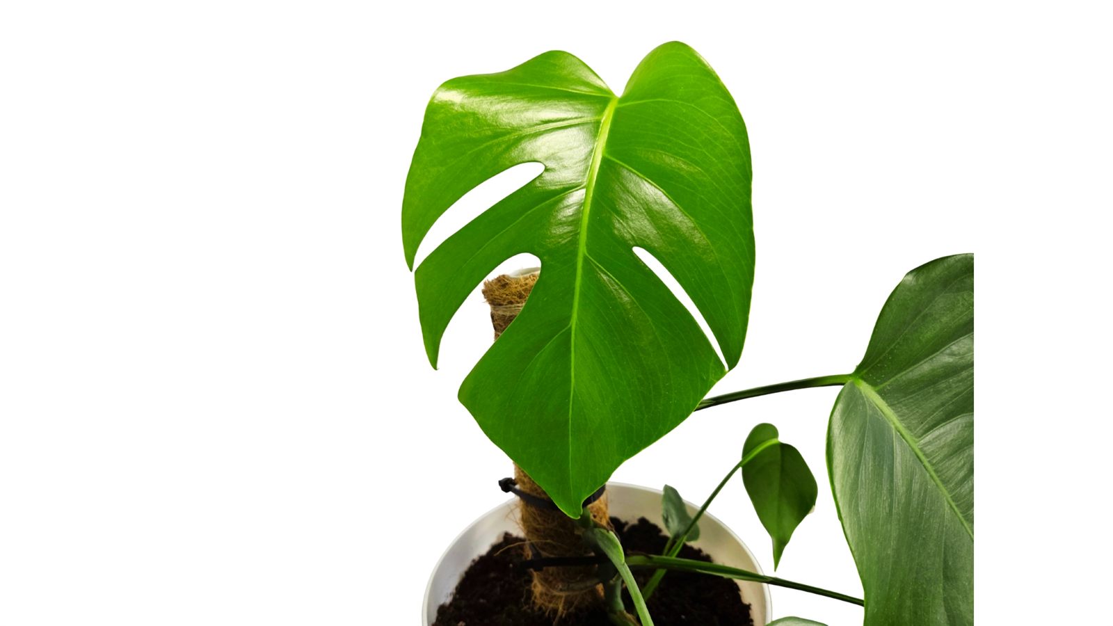 Monstera Deliciosa