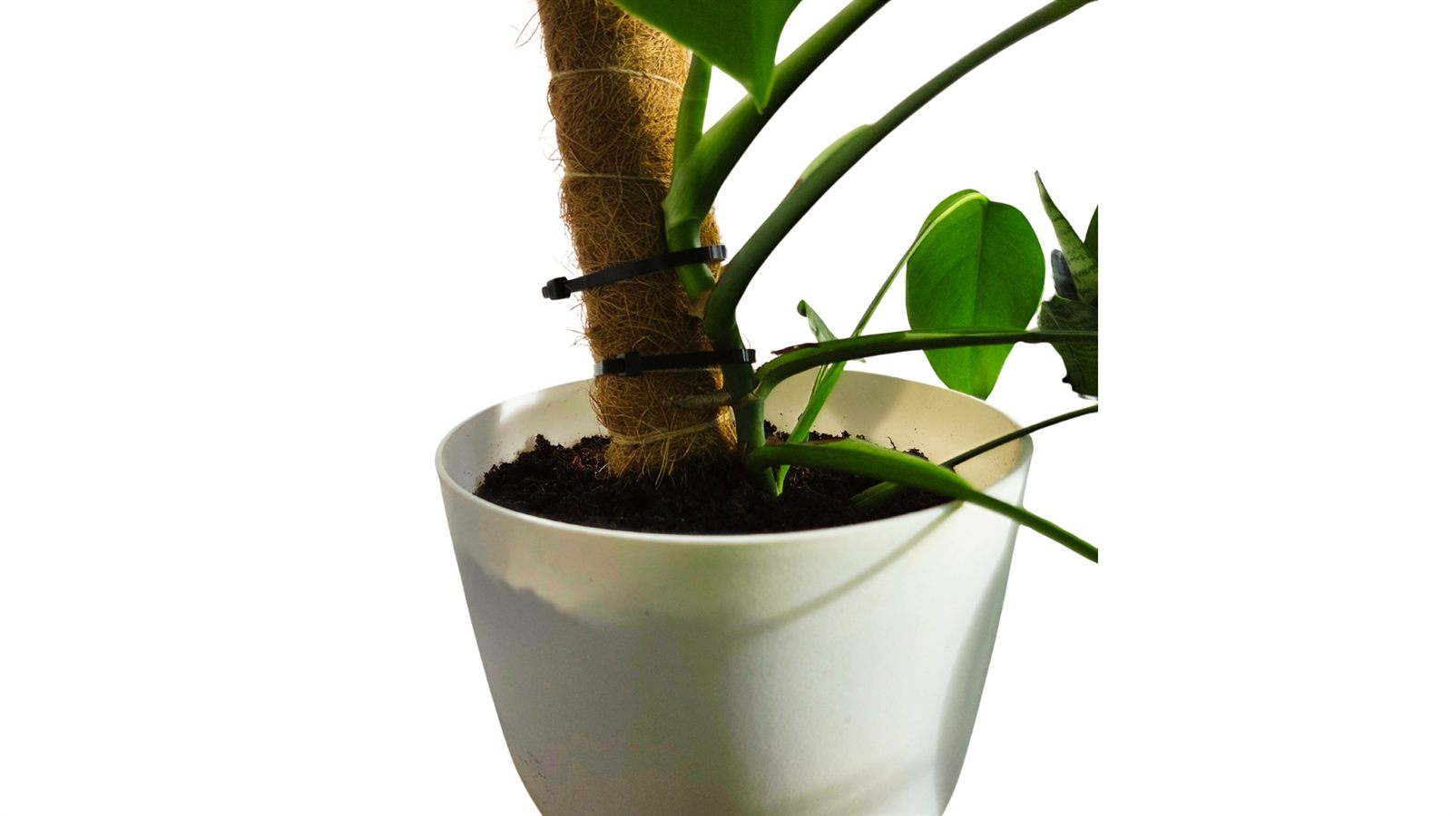 Monstera Deliciosa