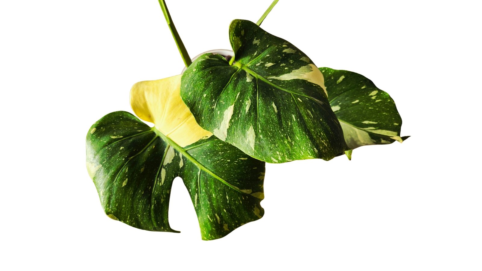 Variegated Monstera Thai plant
