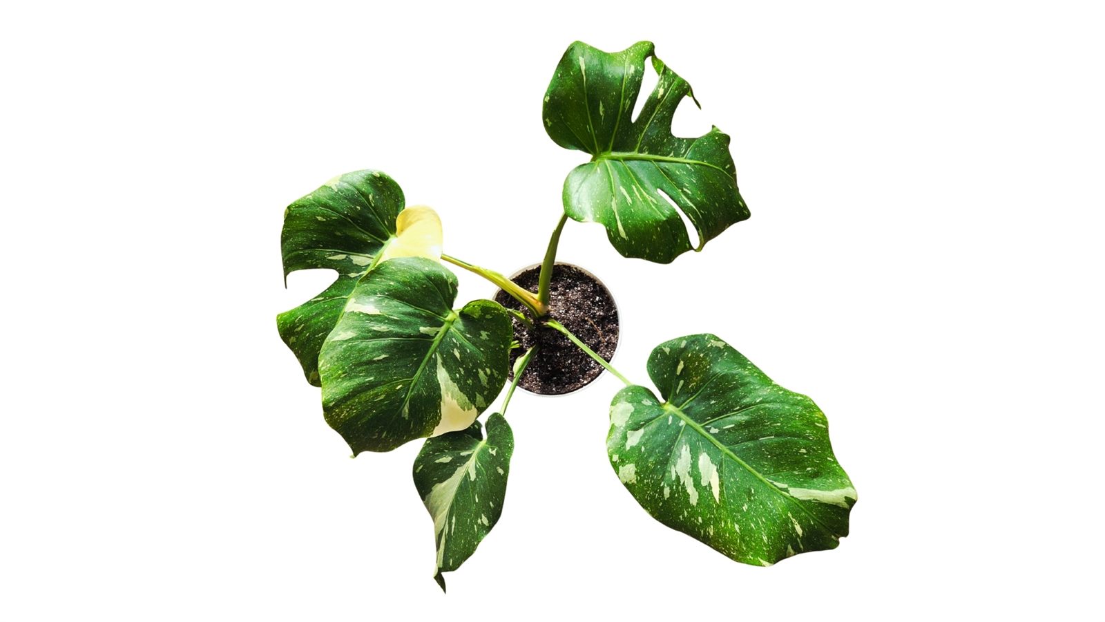 Monstera Thai