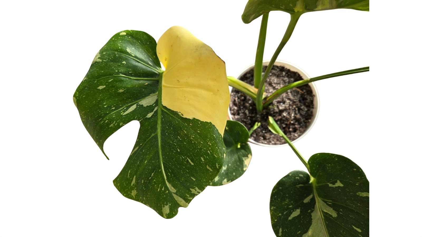 Monstera Thai