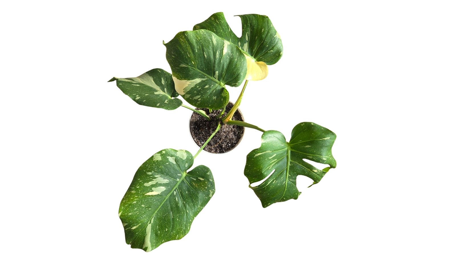 Monstera Thai