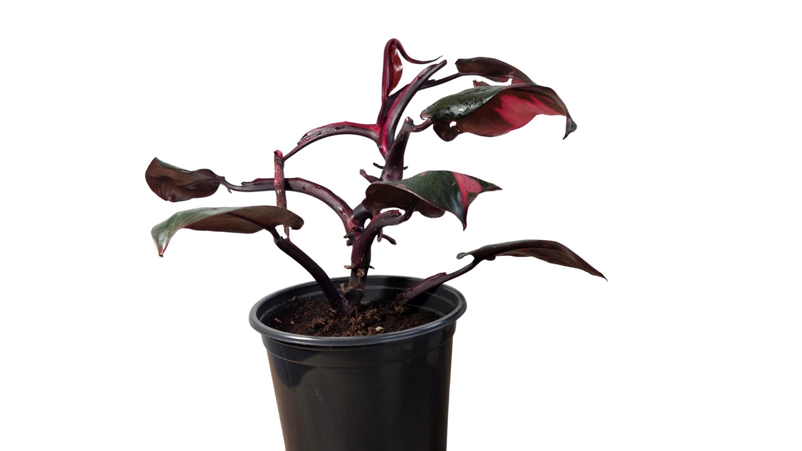 Pink Princess plant