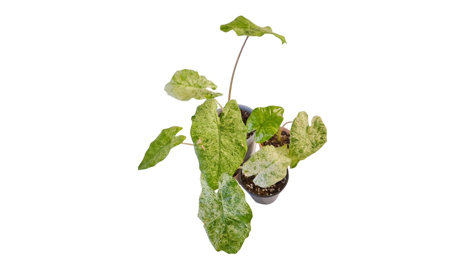 Alocasia Macrorrhiza Splash