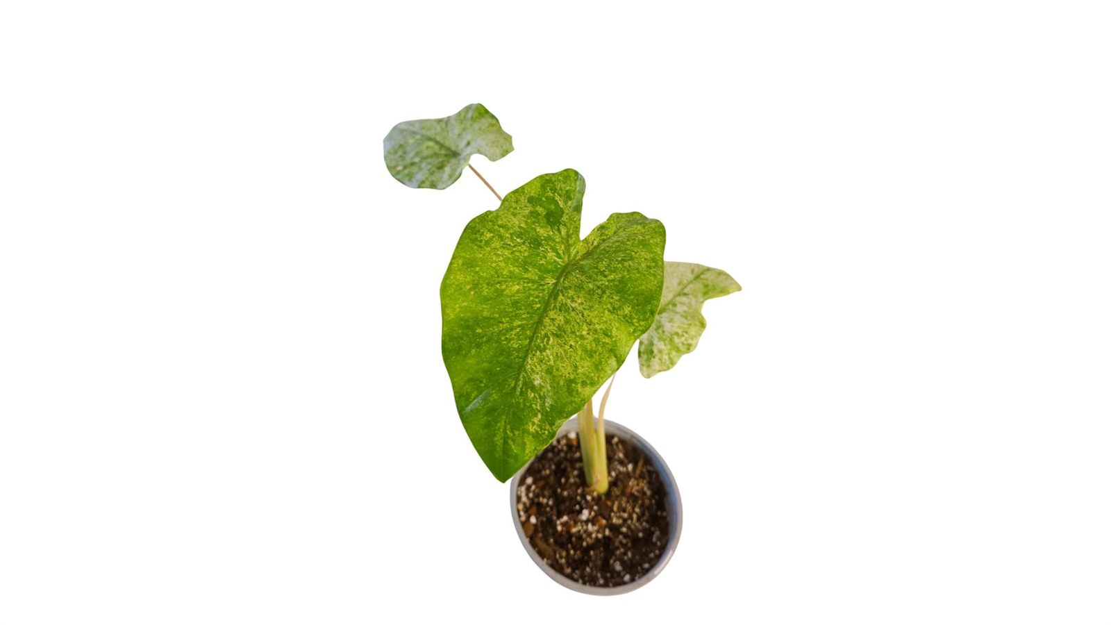 Alocasia Macrorrhiza Splash