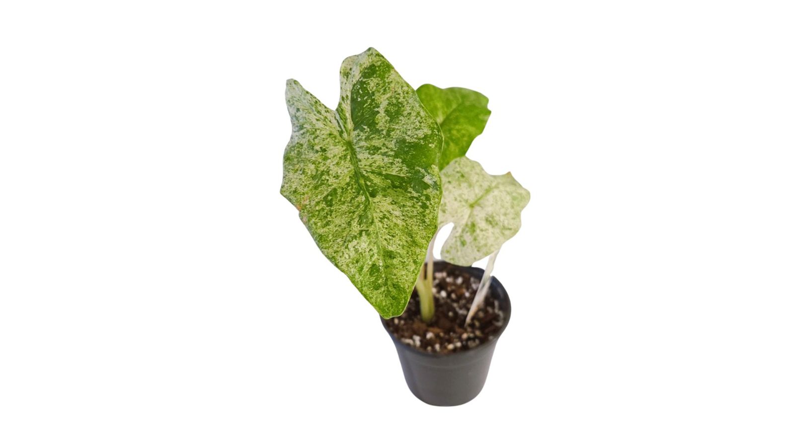 Alocasia Macrorrhiza Splash