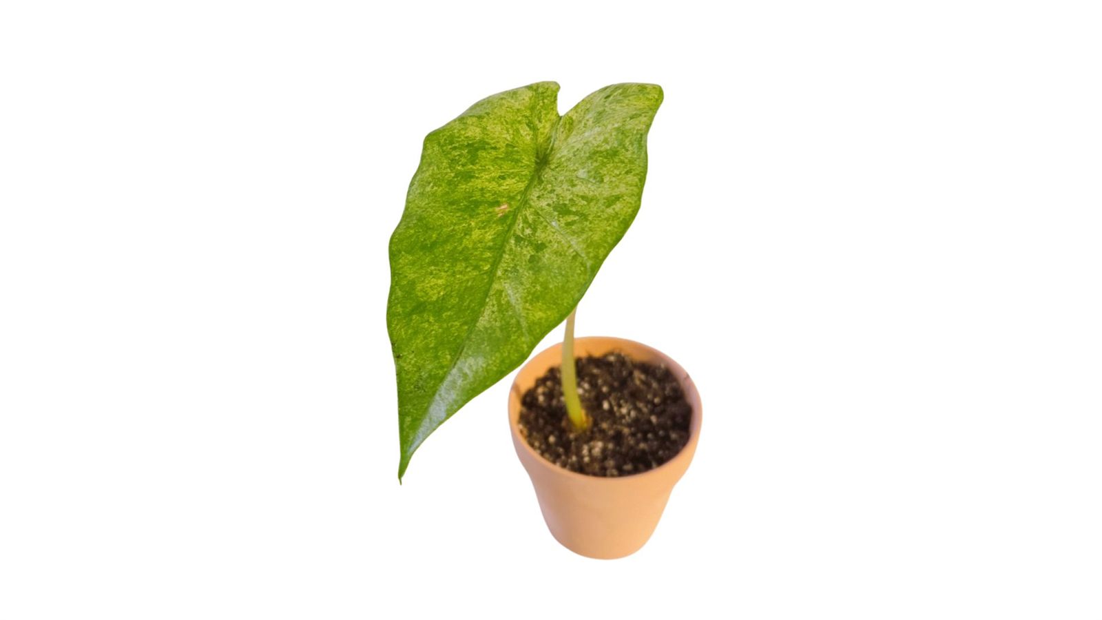 Alocasia Macrorrhiza Splash
