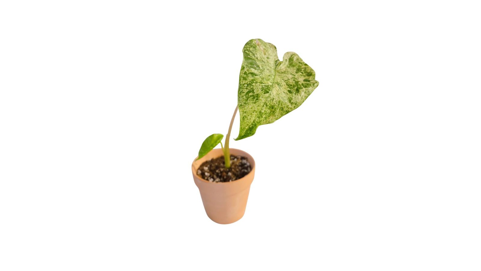 Alocasia Macrorrhiza Splash