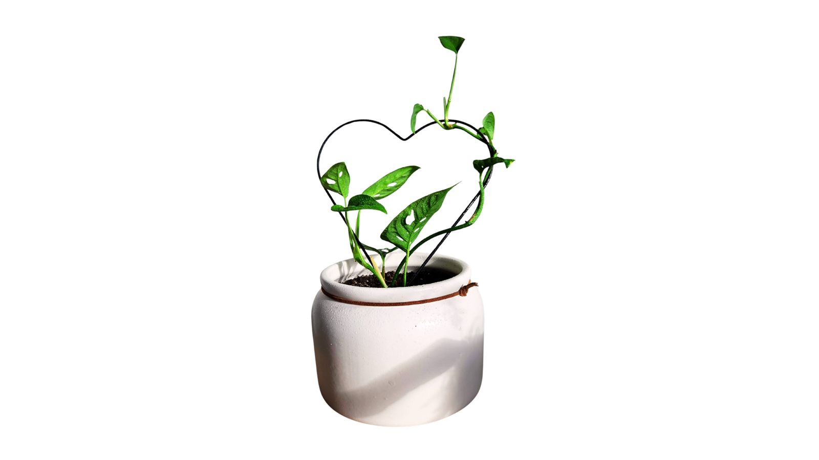 Swiss Cheese Monstera