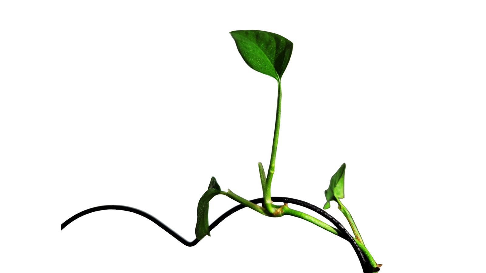Swiss Cheese Monstera