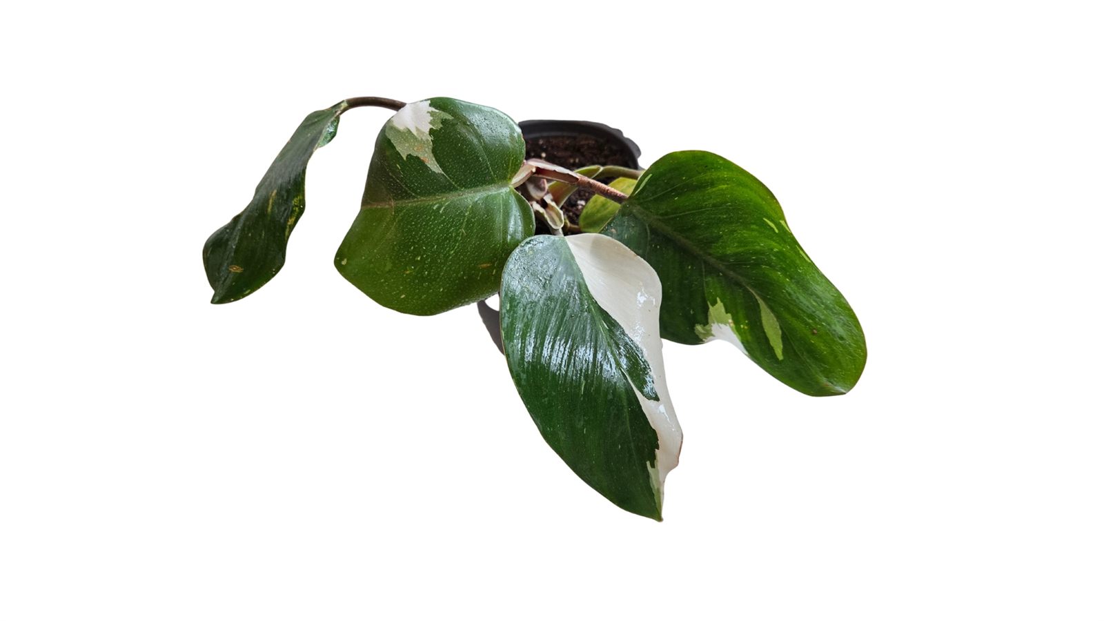 White Princess plant